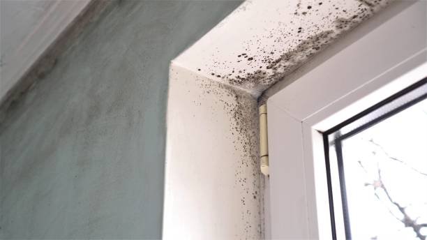Best Attic Mold Removal  in Port Washington, NY